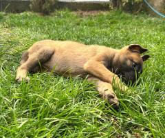 Малиноа Малиноа