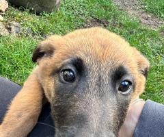 Малиноа Малиноа