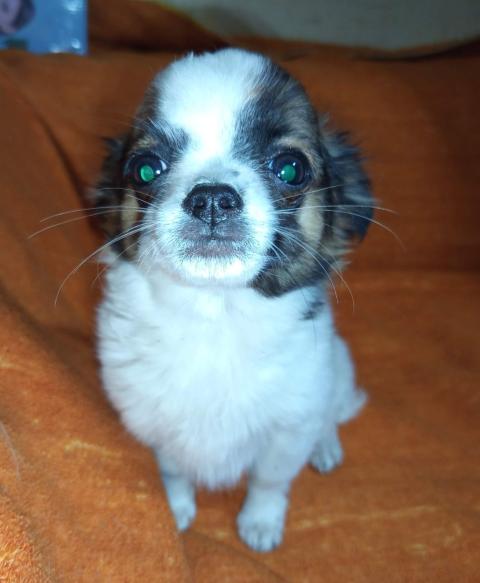 Продавам Мъжко Кученце Куче Дългокосместо Чихуахуа