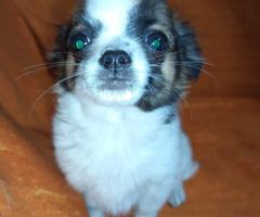 Продавам Мъжко Кученце Куче Дългокосместо Чихуахуа