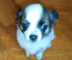 Продавам Мъжко Кученце Куче Дългокосместо Чихуахуа