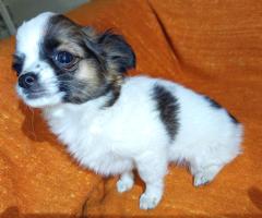 Продавам Мъжко Кученце Куче Дългокосместо Чихуахуа