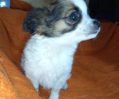 Продавам Мъжко Кученце Куче Дългокосместо Чихуахуа