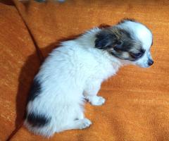 Продавам Мъжко Кученце Куче Дългокосместо Чихуахуа