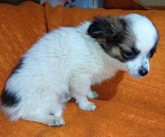 Продавам Мъжко Кученце Куче Дългокосместо Чихуахуа