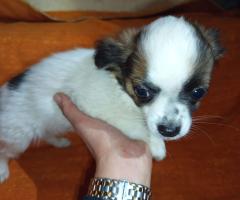 Продавам Мъжко Кученце Куче Дългокосместо Чихуахуа