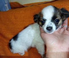 Продавам Мъжко Кученце Куче Дългокосместо Чихуахуа