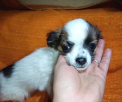 Продавам Мъжко Кученце Куче Дългокосместо Чихуахуа