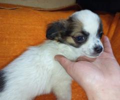 Продавам Мъжко Кученце Куче Дългокосместо Чихуахуа