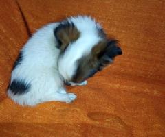 Продавам Мъжко Кученце Куче Дългокосместо Чихуахуа