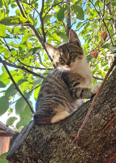 Подарявам котета на добри стопани, град Елин Пелин