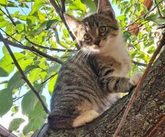 Подарявам котета на добри стопани, град Елин Пелин