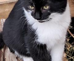 Подарявам котета на добри стопани, град Елин Пелин