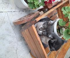 Подарявам котета на добри стопани, град Елин Пелин