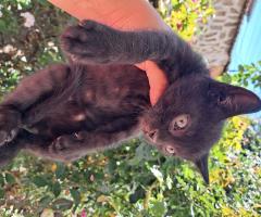 Подарявам котета на добри стопани, град Елин Пелин