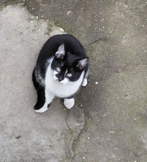 Подарявам котета на добри стопани, град Елин Пелин