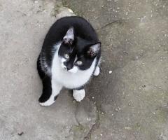 Подарявам котета на добри стопани, град Елин Пелин