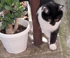 Подарявам котета на добри стопани, град Елин Пелин