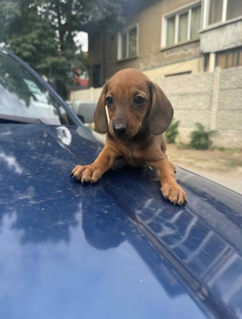 Дакелче Дакелче