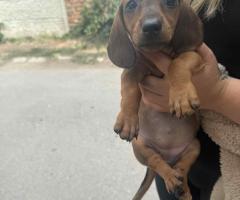 Дакелче Дакелче