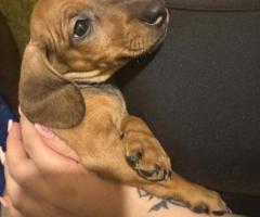 Дакелче Дакелче