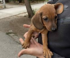 Дакелче Дакелче