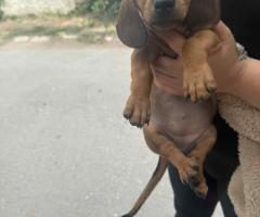 Дакелче Дакелче