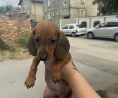 Дакелче Дакелче