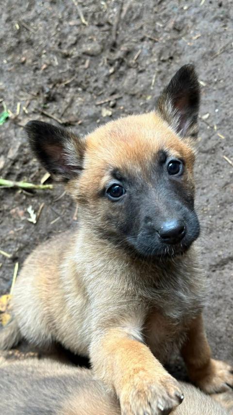 Белгийски Малиноа Белгийски Малиноа