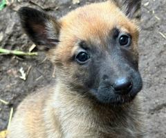 Белгийски Малиноа