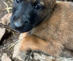 Белгийски Малиноа Белгийски Малиноа