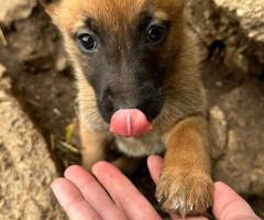 Белгийски Малиноа Белгийски Малиноа