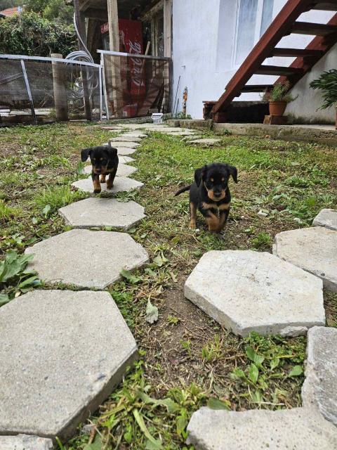 Ерки и Топи търсят дом Ерки и Топи търсят дом