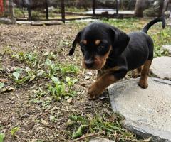 Ерки и Топи търсят дом Ерки и Топи търсят дом