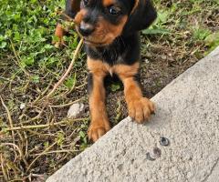 Ерки и Топи търсят дом Ерки и Топи търсят дом