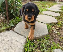 Ерки и Топи търсят дом Ерки и Топи търсят дом