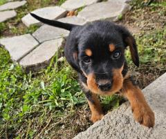 Ерки и Топи търсят дом Ерки и Топи търсят дом