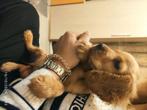 Кокер шпаньол на два месеца Кокер шпаньол на два месеца