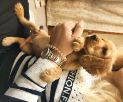 Кокер шпаньол на два месеца Кокер шпаньол на два месеца