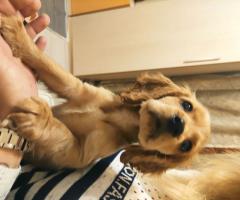 Кокер шпаньол на два месеца Кокер шпаньол на два месеца