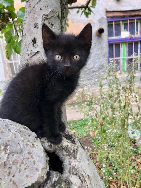 сладурковци