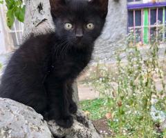 сладурковци