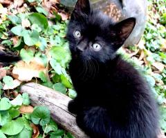 сладурковци