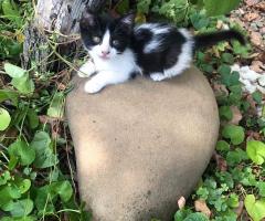 сладурковци