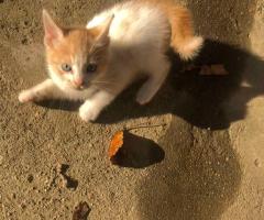 сладурковци