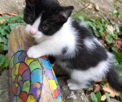 сладурковци