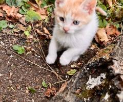 сладурковци