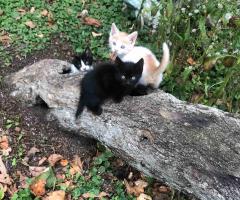 сладурковци