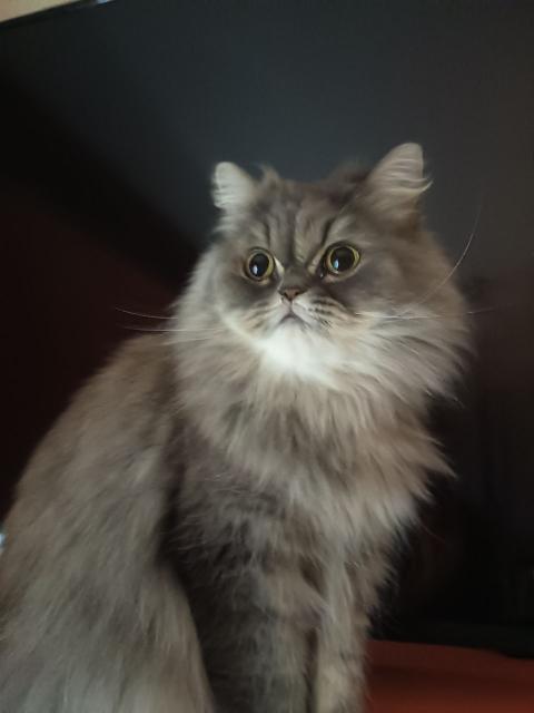 Подарявам котка