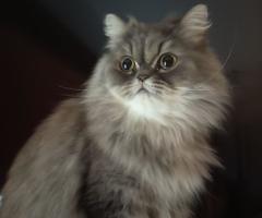 Подарявам котка